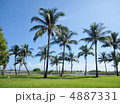 やしの木 4887331
