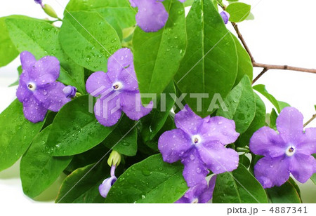 バンマツリの咲き初めの紫の花・白バック横位置アップ 4887341