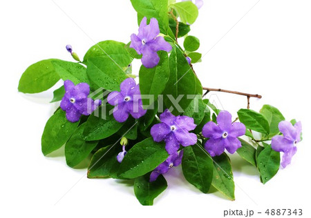 バンマツリの咲き初めの紫の花・白バック横位置 バンマツリの咲き初めの紫の花・白バック横位置 4887343