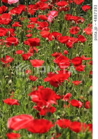 ポピー　 4887393