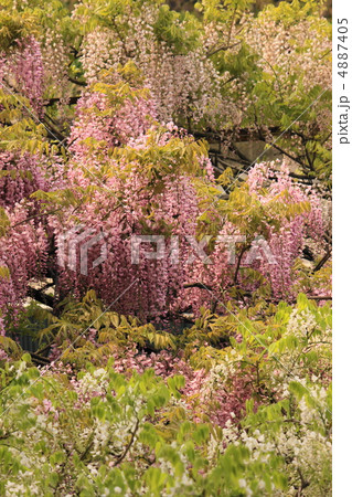 阿島の藤 阿島の藤 4887405
