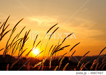 高知龍馬空港を路傍の草も観ていた 高知龍馬空港を路傍の草も観ていた 4887407