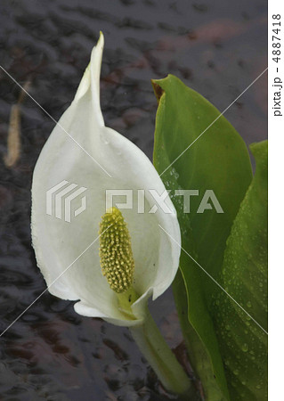 水芭蕉 4887418