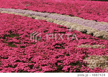 小沢の芝桜 小沢の芝桜 4887428