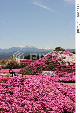 小沢の芝桜 小沢の芝桜 4887431