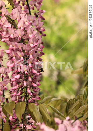 阿島の藤 阿島の藤 4887513