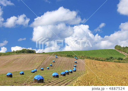 北海道の丘と青い空 4887524