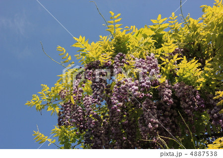 黒竜藤 黒竜藤 4887538