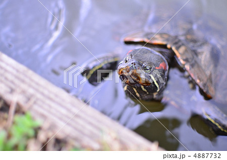 亀 4887732