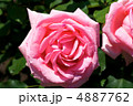 はまみらい 4887762