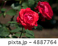 緋扇 4887764