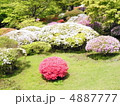 箱根のツツジ 4887777