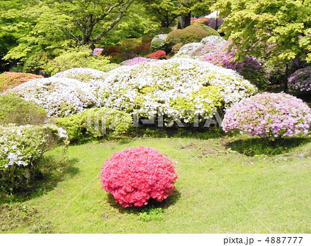 箱根のツツジ 箱根のツツジ 4887777
