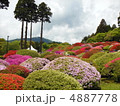 箱根のツツジ 4887778