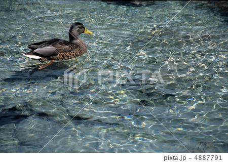 梓川のかも 梓川のかも 4887791