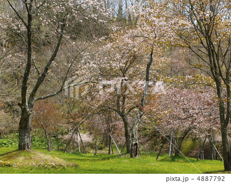 北海道釧路町別保公園の桜 北海道釧路町別保公園の桜 4887792