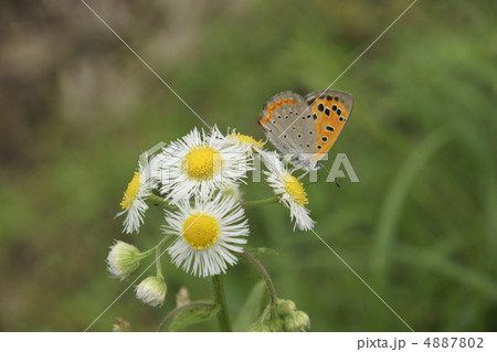 ハルジオン 4887802