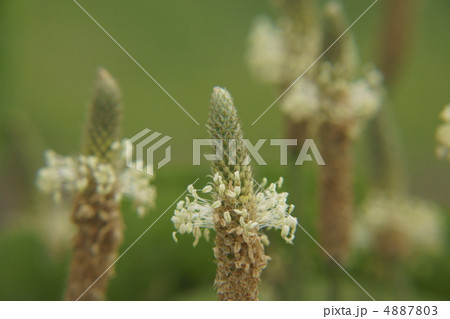ヘラオオバコ 4887803