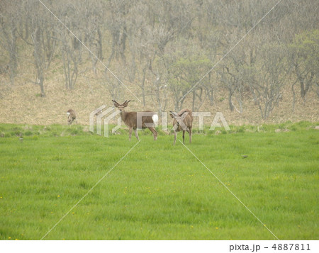 根室半島 牧草地のエゾシカ 根室半島 牧草地のエゾシカ 4887811