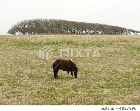 根室十景北方原生花園のポニーの写真素材 476