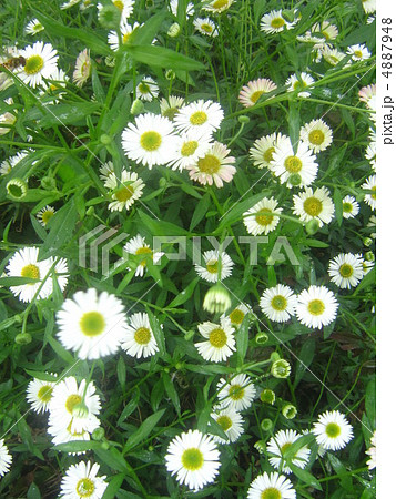 ヒメジオン 4887948