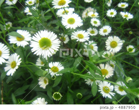 ヒメジオン 4887950