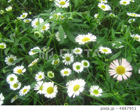 ヒメジオン 4887951