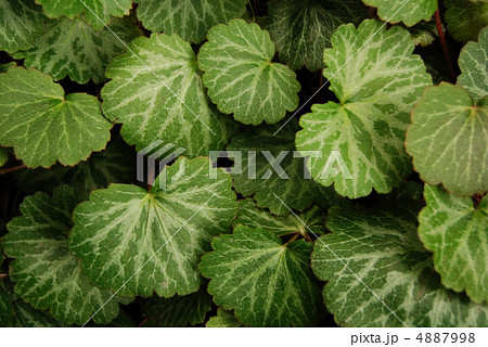 ユキノシタの葉 4887998