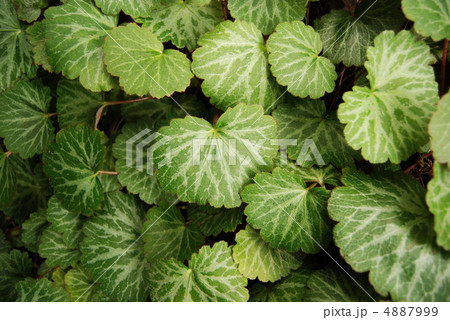 ユキノシタの葉 ユキノシタの葉 4887999