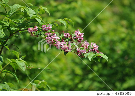 タニウツギ 4888009