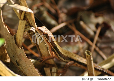 ニホンカナヘビ 4888022