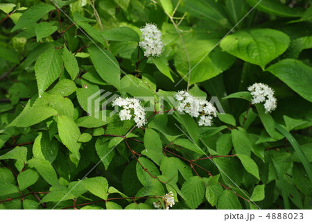 コバノガマズミ 4888023