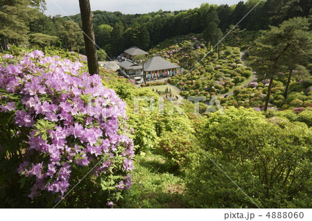 ツツジ ツツジ 4888060