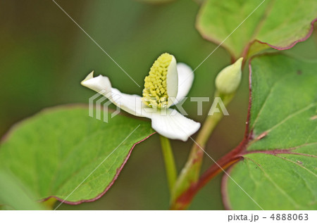 どくだみの花 4888063