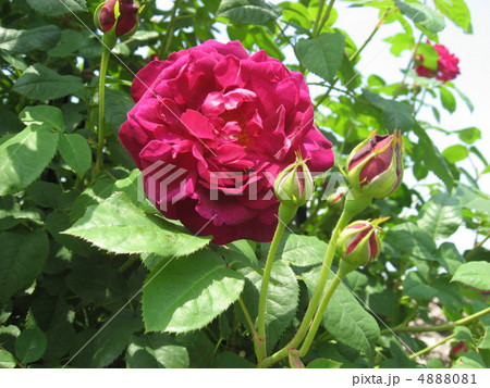 バラ 4888081