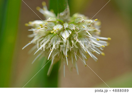 ネギの花 4888089