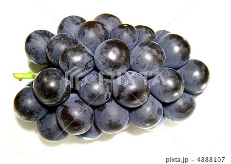ピオーネ ピオーネ 4888107