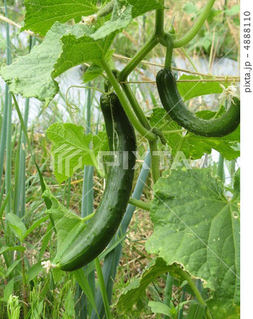 きゅうり（夏すずみ）０２ 4888110