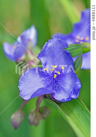 ムラサキツユクサ ムラサキツユクサ 4888111