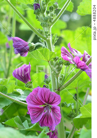 マロウ マロウ 4888204