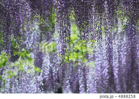 藤の花 4888258