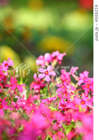 芝桜 4888259