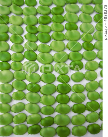 空豆のテクスチャ 4888278
