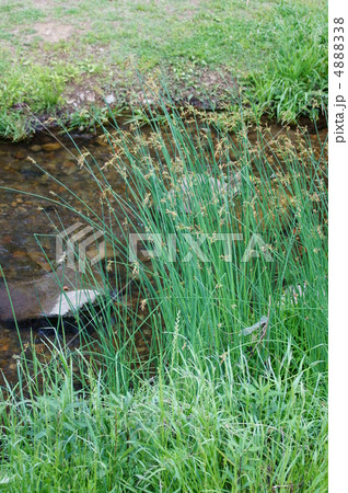 太いイグサなので太藺（ふとい）なのだとか。 4888338