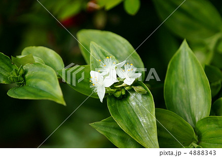 常磐露草トキワツクサ　日陰の可愛い花です。 4888343