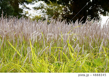 茅萱チガヤ　昔は食べていたらしいです。 4888345