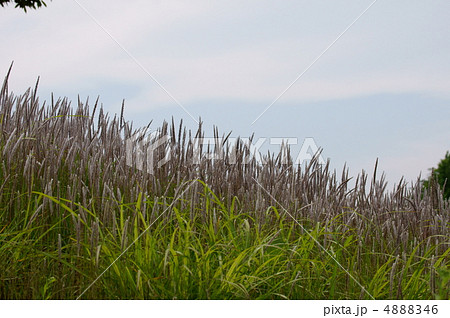 茅萱チガヤ　昔は食べていたらしいです。 4888346