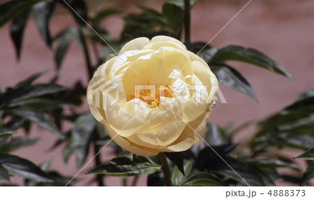 春の京都北山 4888373