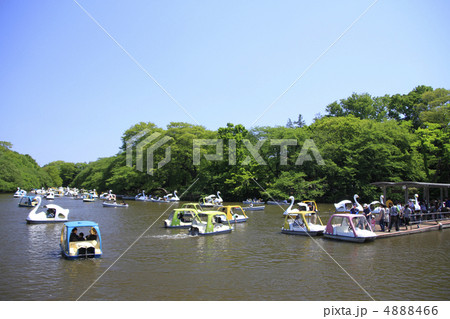 井の頭恩賜公園 4888466