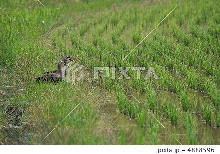カルガモと水田 4888596